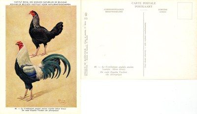 40 Le Combattant anglais ancien - De oude Engelse Vechter.jpg