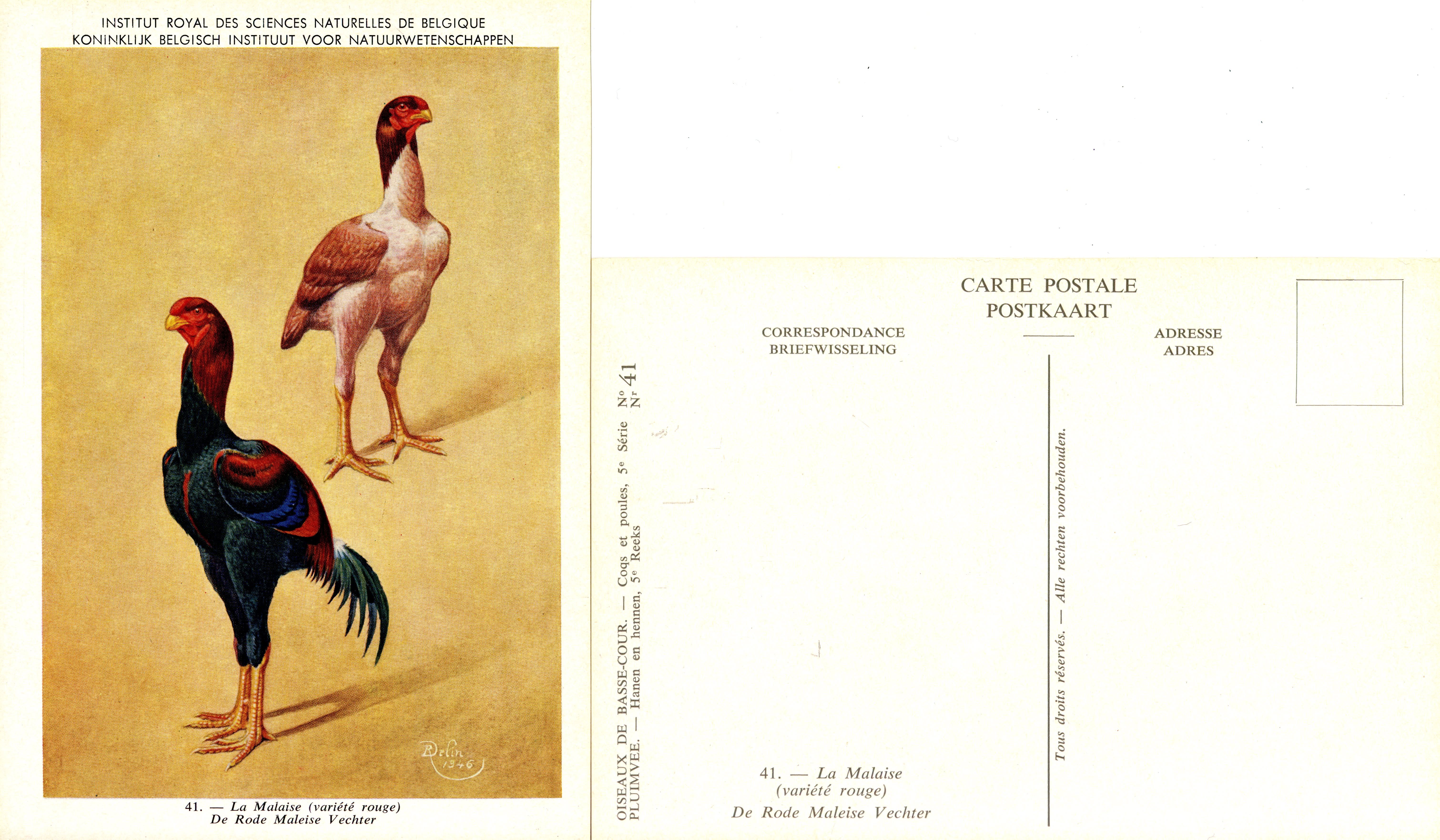 41 La Malaise (rouge) - De Rode Maleise Vechter.jpg