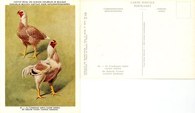 43 Le Combattant Indien - De Indische Vechter.jpg