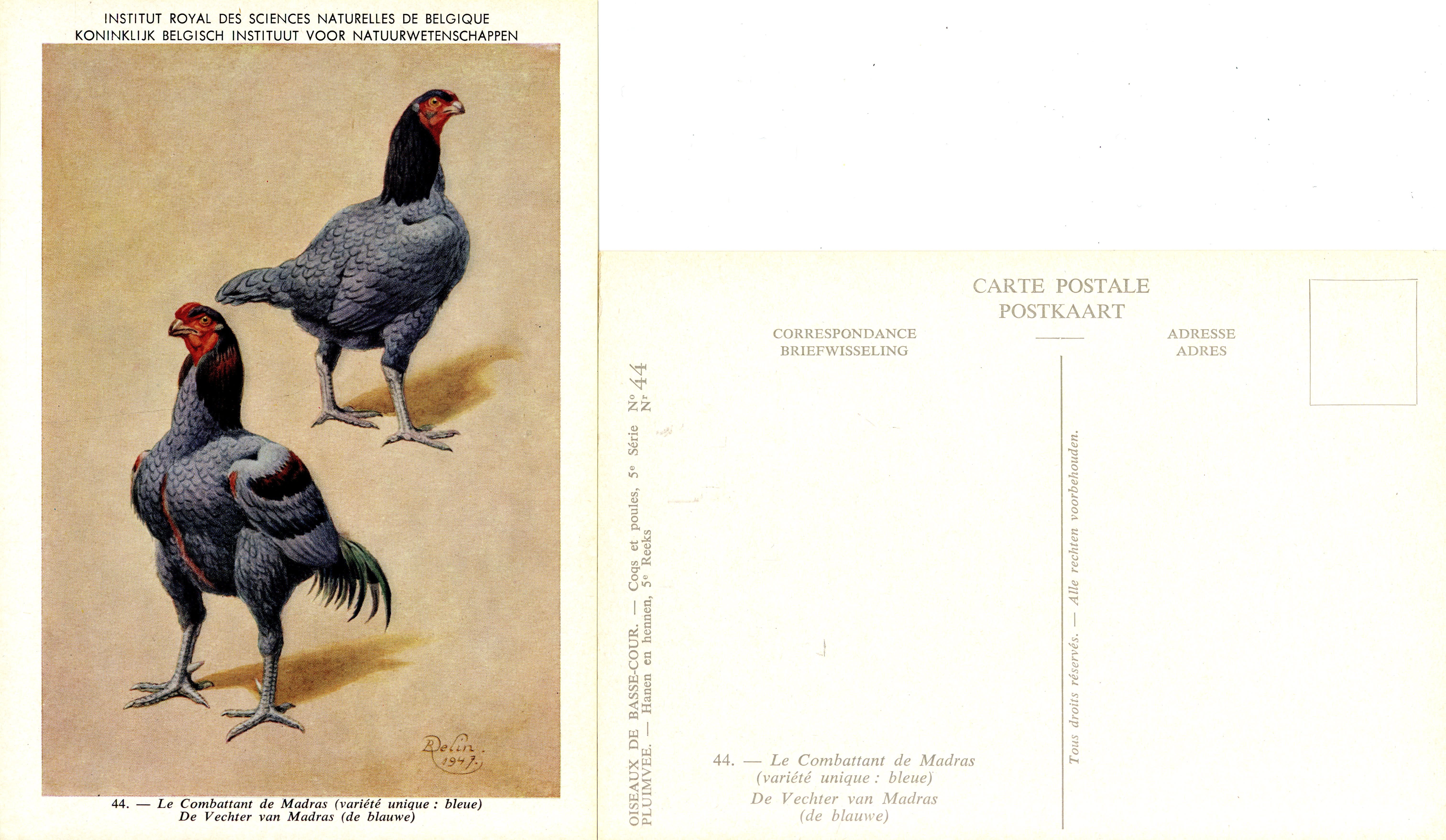 44 Le Combattant de Madras - De Vechter van Madras.jpg