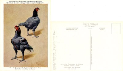 44 Le Combattant de Madras - De Vechter van Madras.jpg