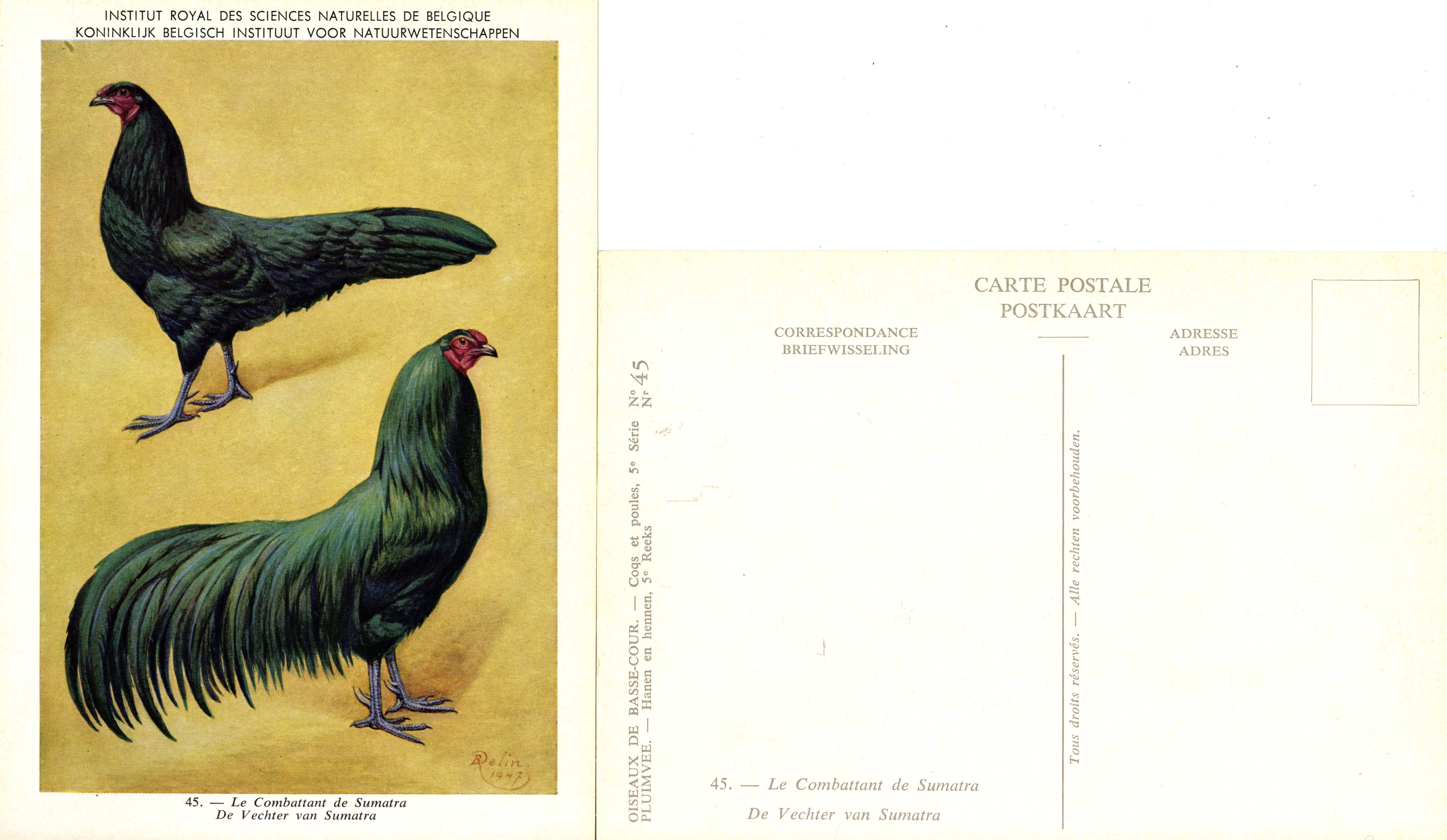 45 Le Combattant de Sumatra - De Vechter van Sumatra.jpg