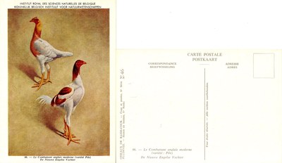 46 Le Combattant anglais moderne - De Nieuwe Engelse Vechter.jpg
