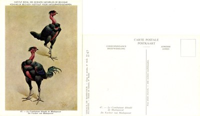 47 Le Combattant dénudé Madagascar - De Vechter van Madagascar.jpg