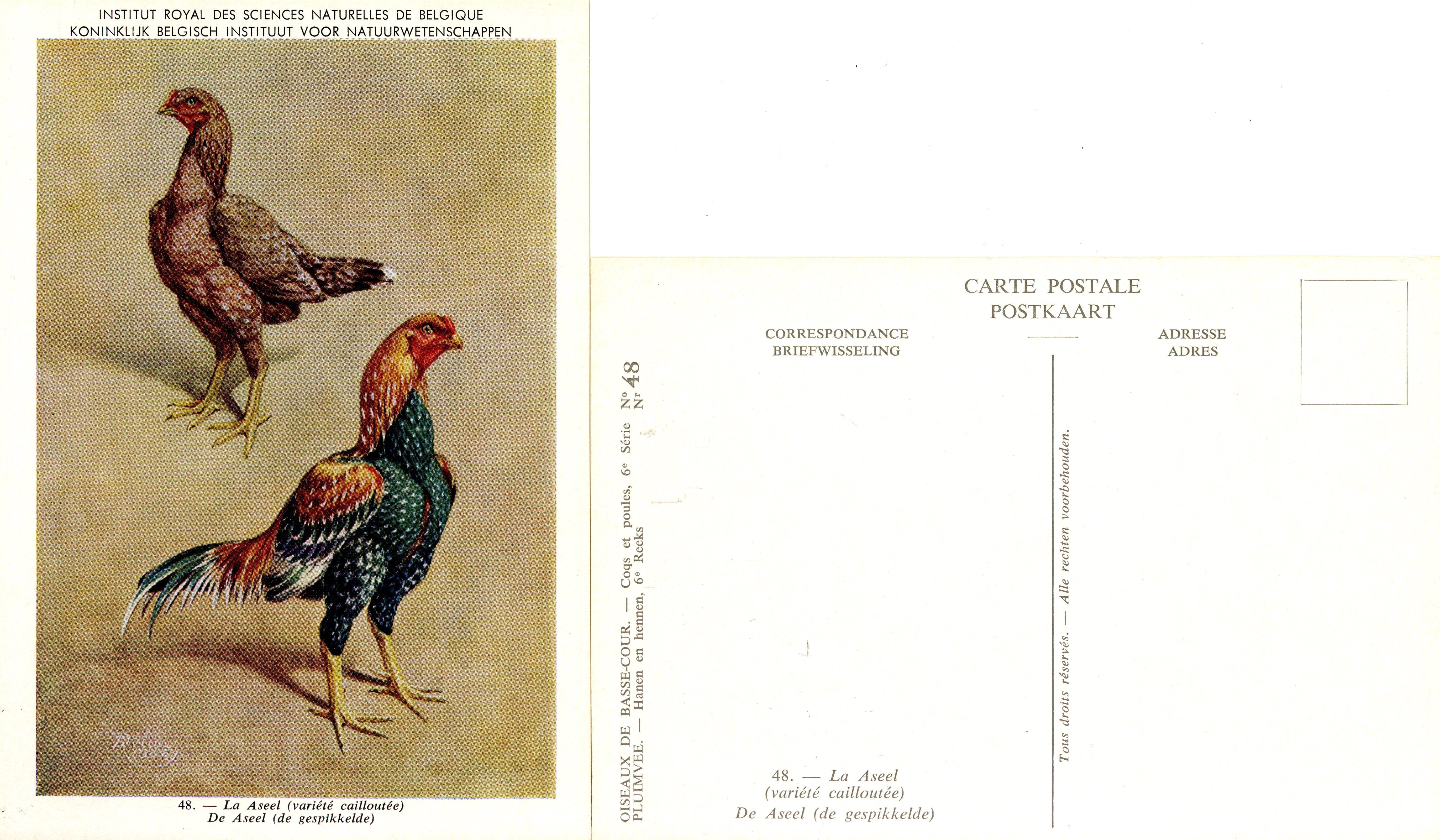 48 La Aseel - De Aseel.jpg