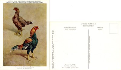 48 La Aseel - De Aseel.jpg