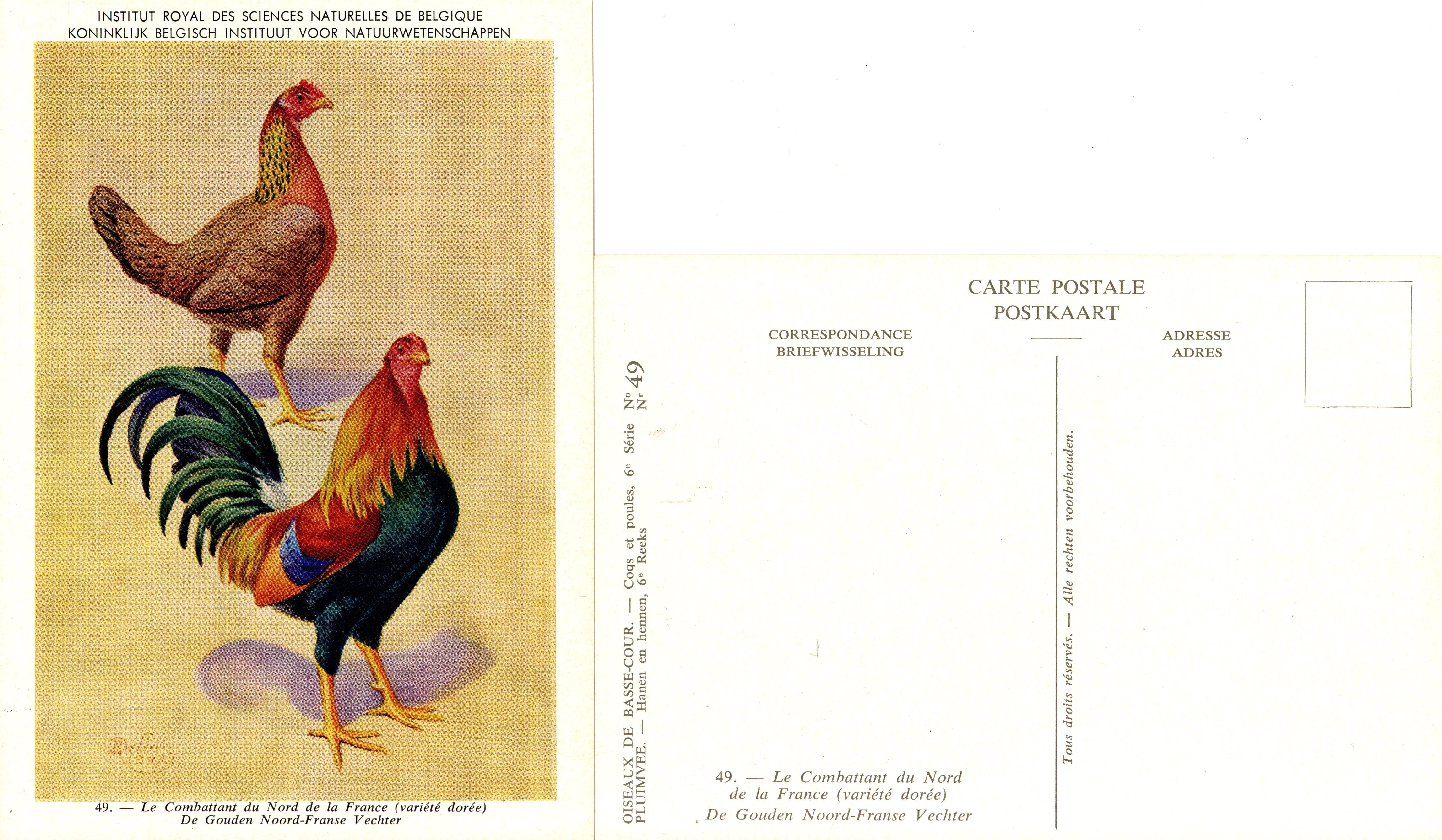 49 Le Combattant du Nord de la France - De Gouden Noord-Franse Vechter.jpg