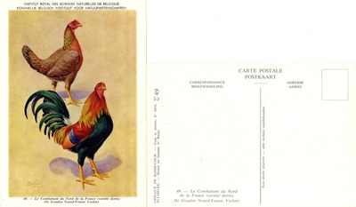 49 Le Combattant du Nord de la France - De Gouden Noord-Franse Vechter.jpg