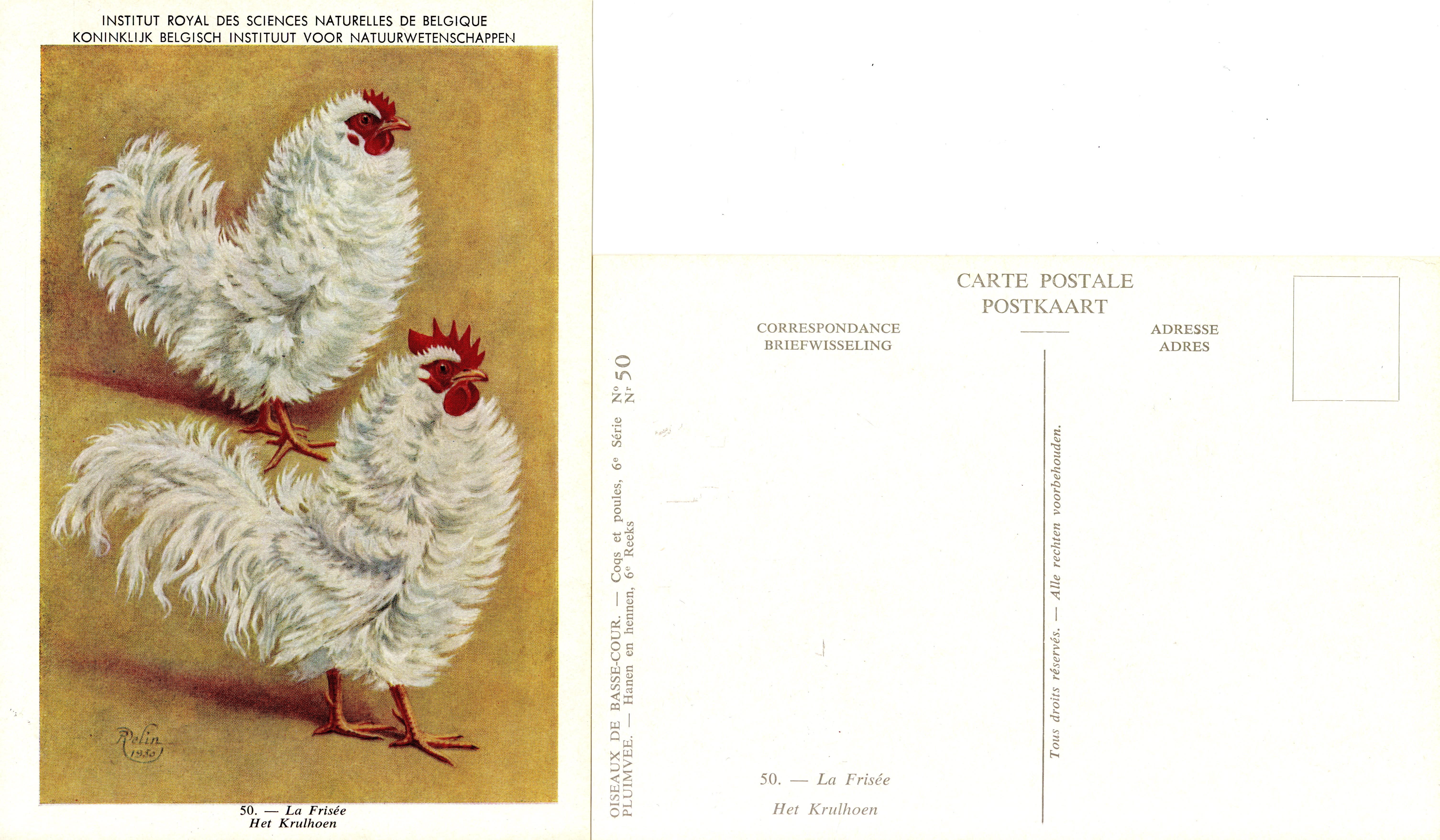 50 La Frisée - Het Krulhoen.jpg