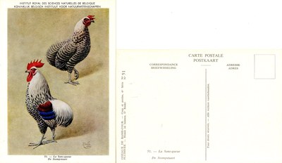 51 La Sans-queue - De Stompstaart.jpg