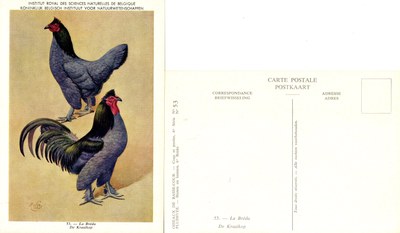 53 La Bréda - De Kraaikop.jpg