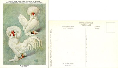 54 La Sultan - De Sultan.jpg