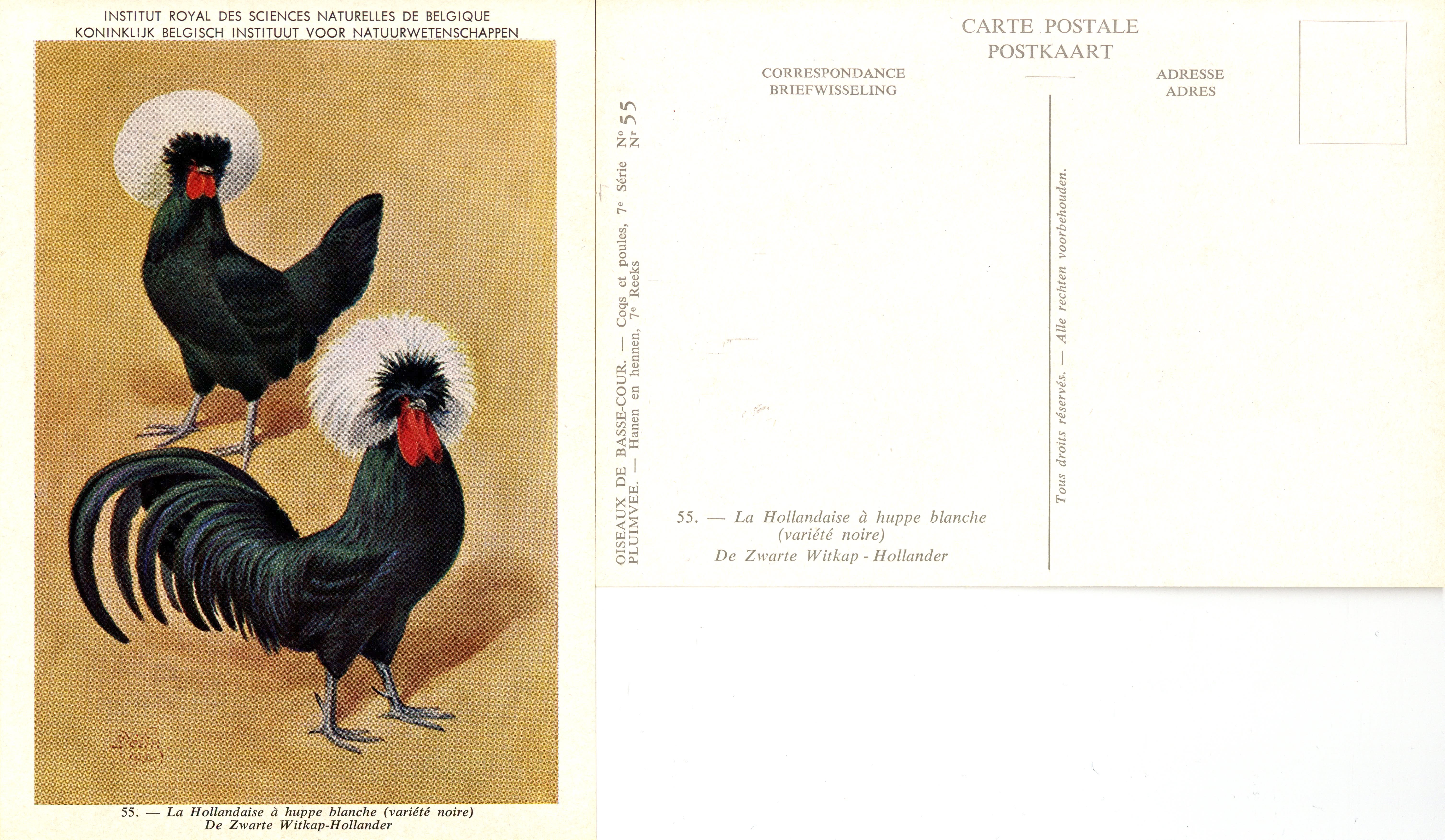 55 La Hollandaise à huppe blanche - De Zwarte Witkap-Hollander.jpg