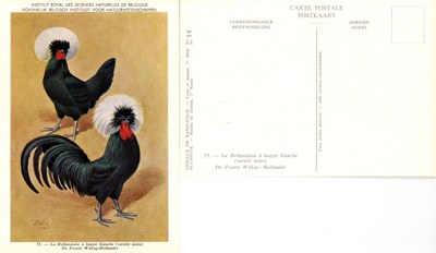 55 La Hollandaise à huppe blanche - De Zwarte Witkap-Hollander.jpg