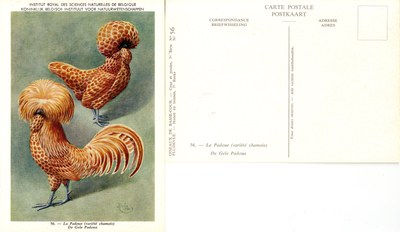 56 La Padoue - De Gele Padoua.jpg