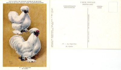 57 La Nègre-Soie - De Arabier.jpg