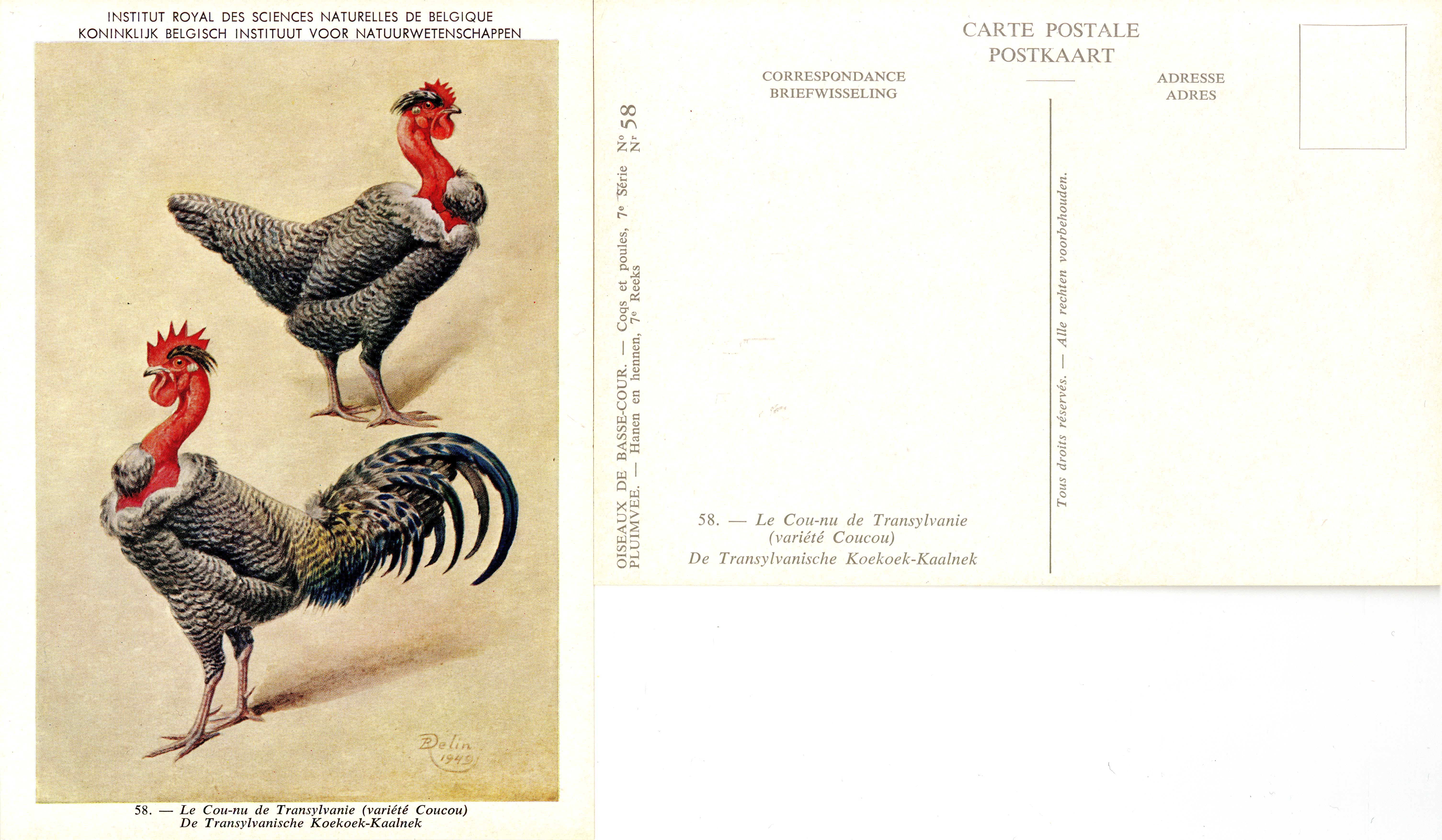 58 Le Cou-nu de Transylvanie - De Transylvanische Koekoek-Kaalnek.jpg