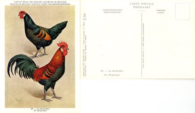 60 Le Bergkräher - De Bergkraaier.jpg