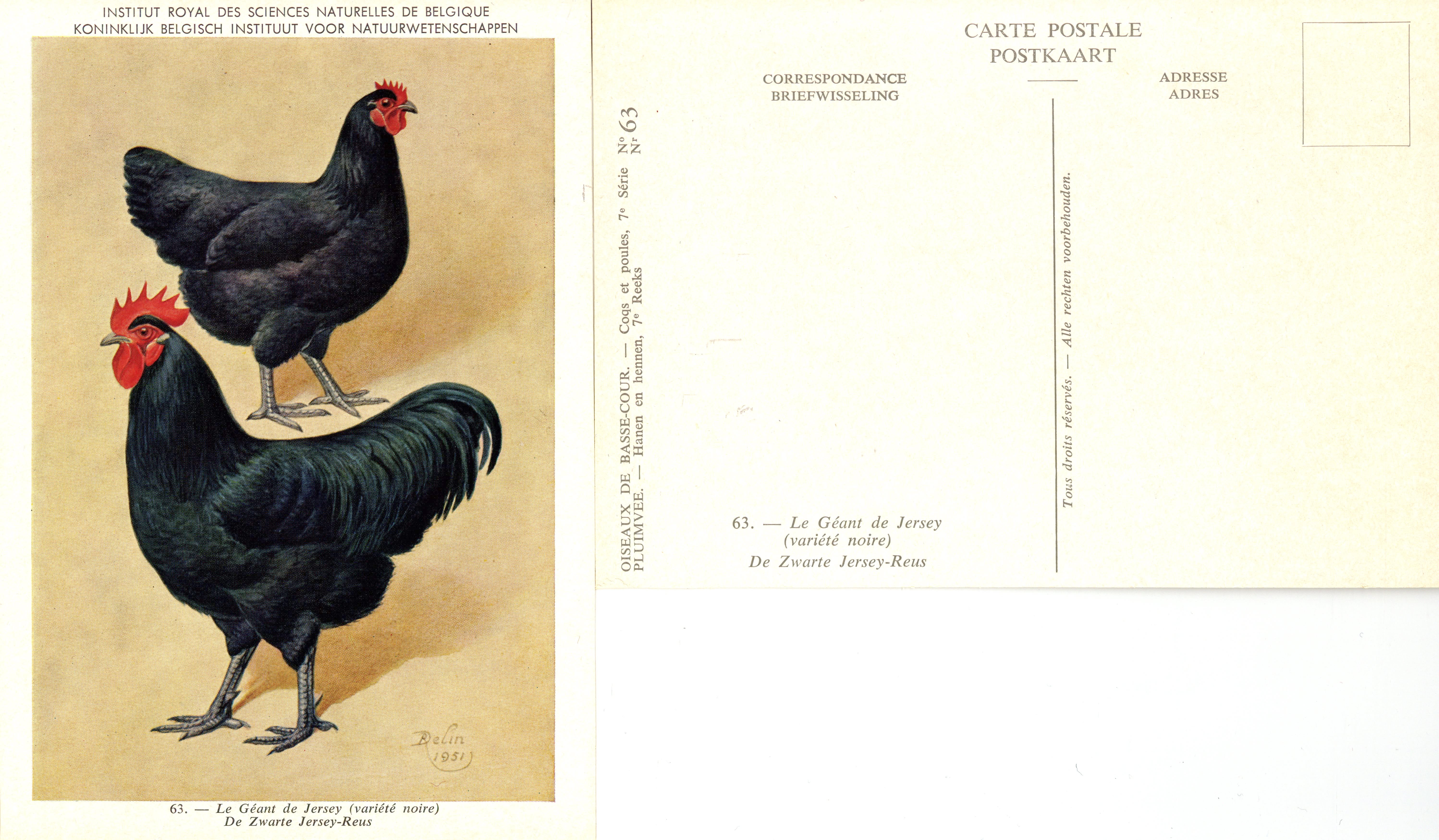 63 Le Géant de Jersey - De Zwarte Jersey-Reus.jpg