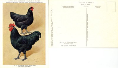 63 Le Géant de Jersey - De Zwarte Jersey-Reus.jpg