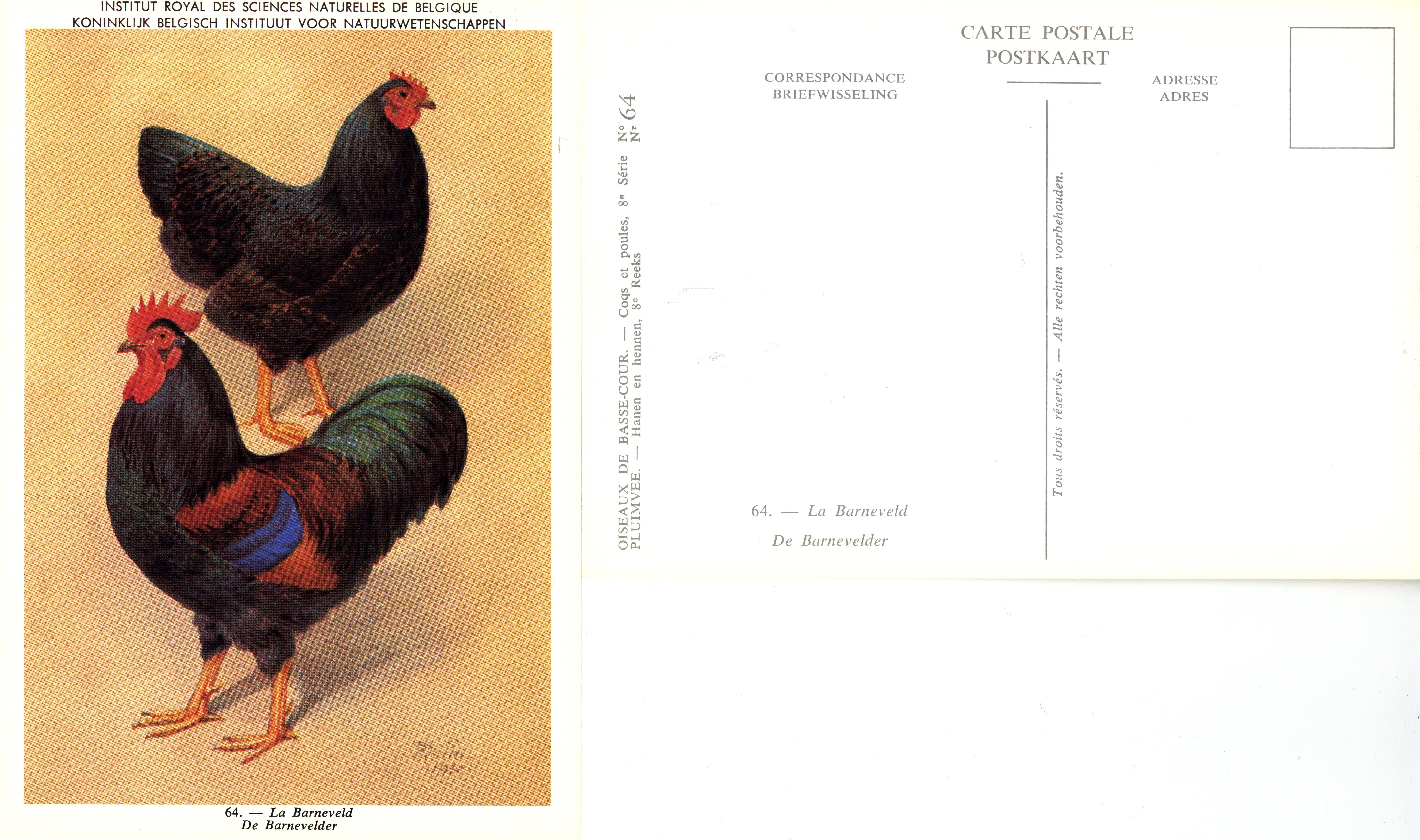 64 La Barneveld - De Barnevelder.jpg