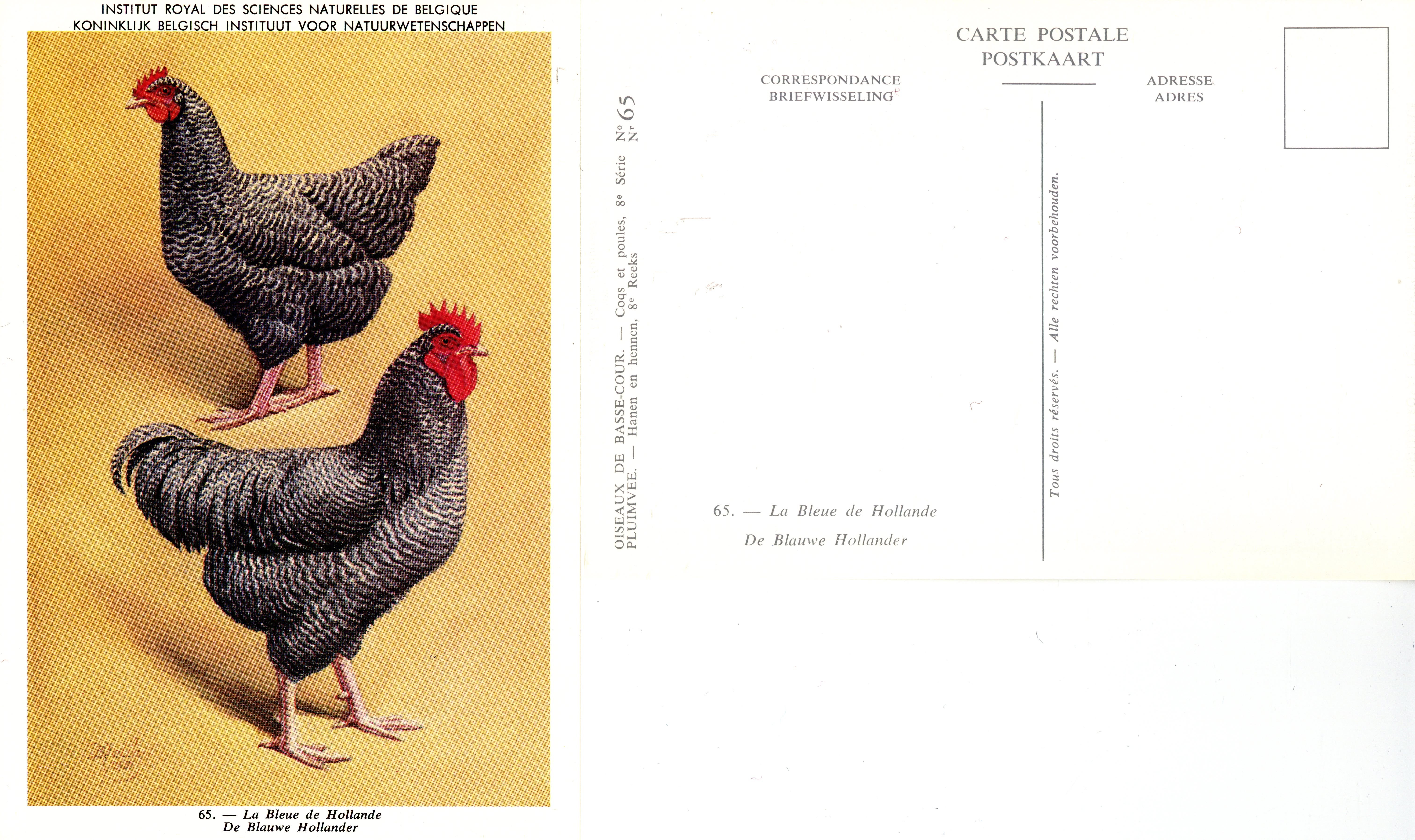65 La Bleue de Hollande - De Blauwe Hollander.jpg