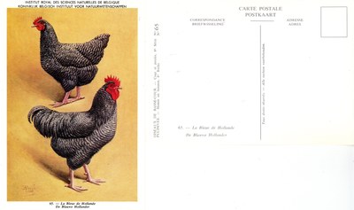 65 La Bleue de Hollande - De Blauwe Hollander.jpg