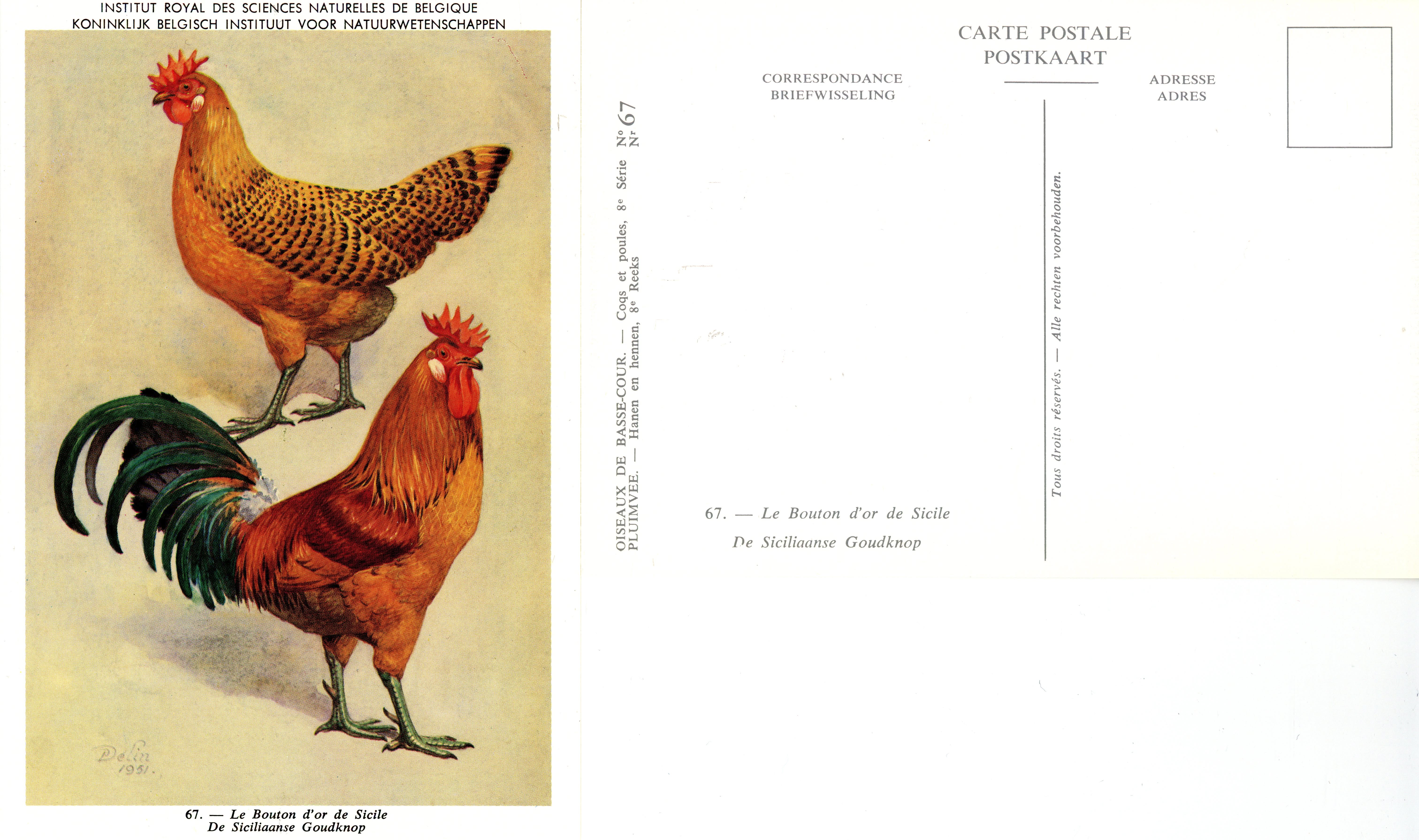 67 Le Bouton d'or de Sicile - De Siciliaanse Goudknop.jpg