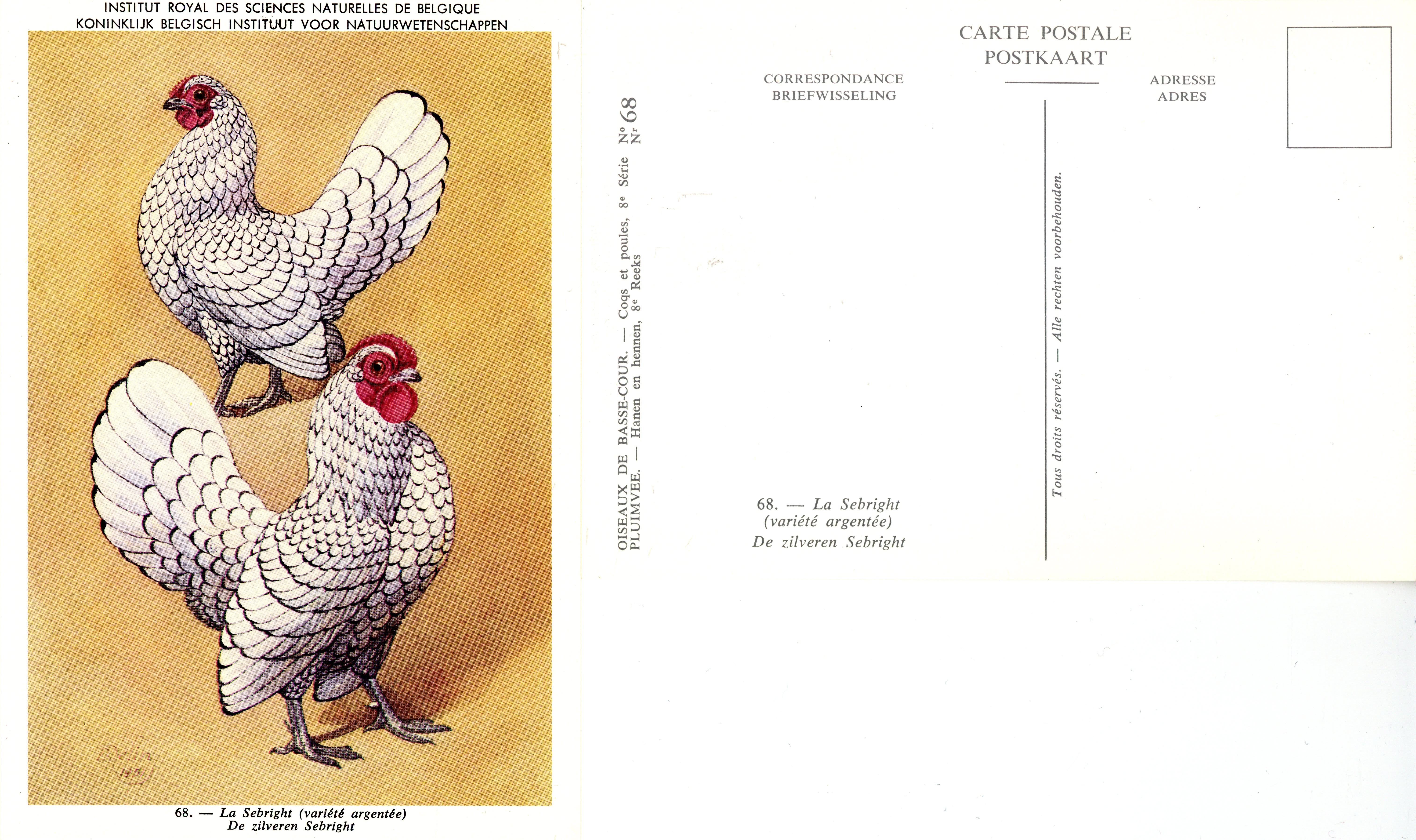 68 La Sebright - De Zilveren Sebright.jpg