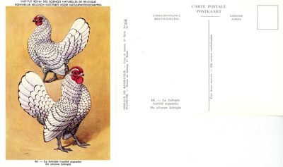 68 La Sebright - De Zilveren Sebright.jpg