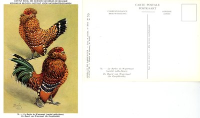 70 Le Barbu de Watermael - De baard van Watermaal.jpg