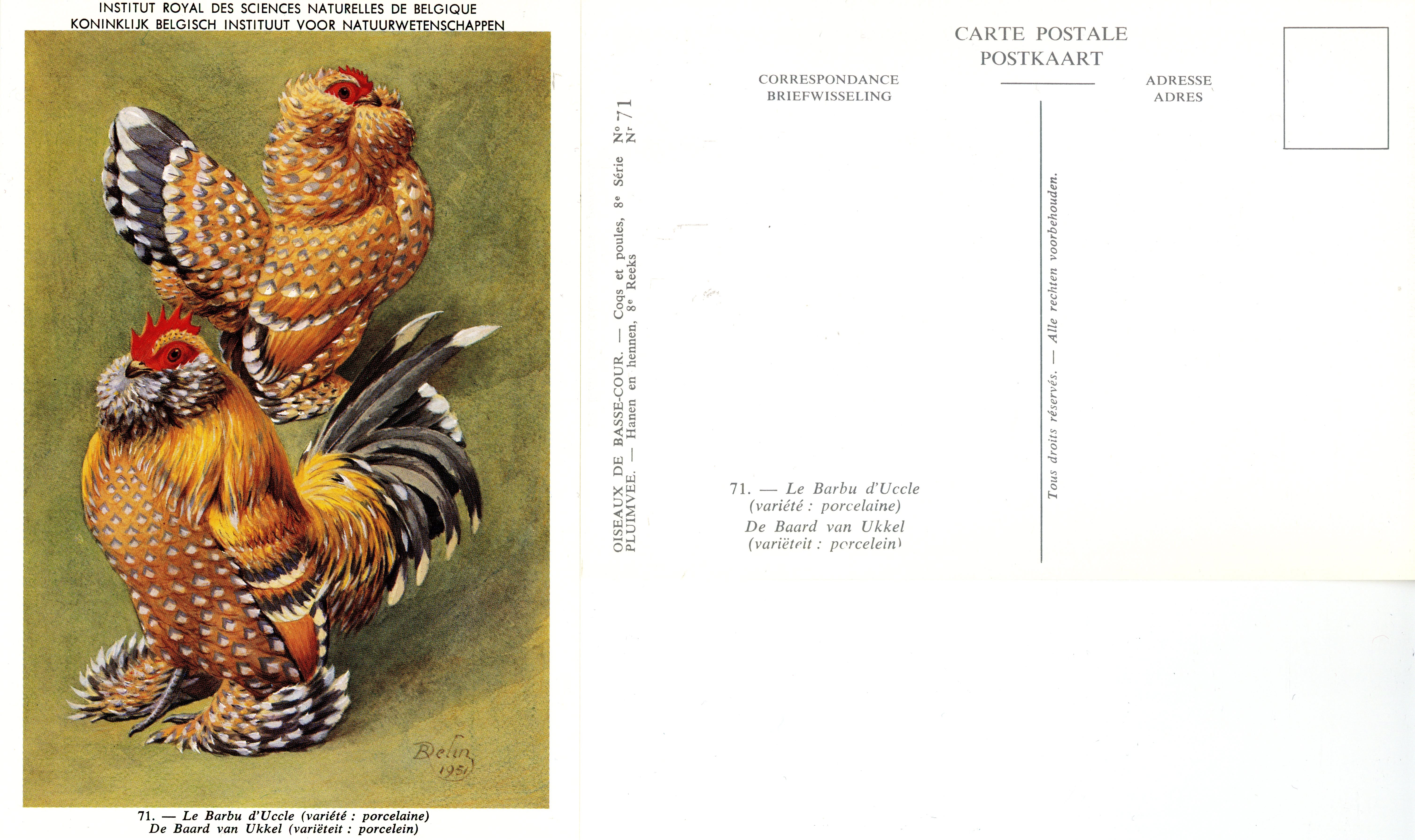 71 Le Barbu d’Uccle - De Baard van Ukkel.jpg