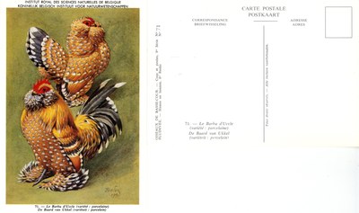 71 Le Barbu d’Uccle - De Baard van Ukkel.jpg