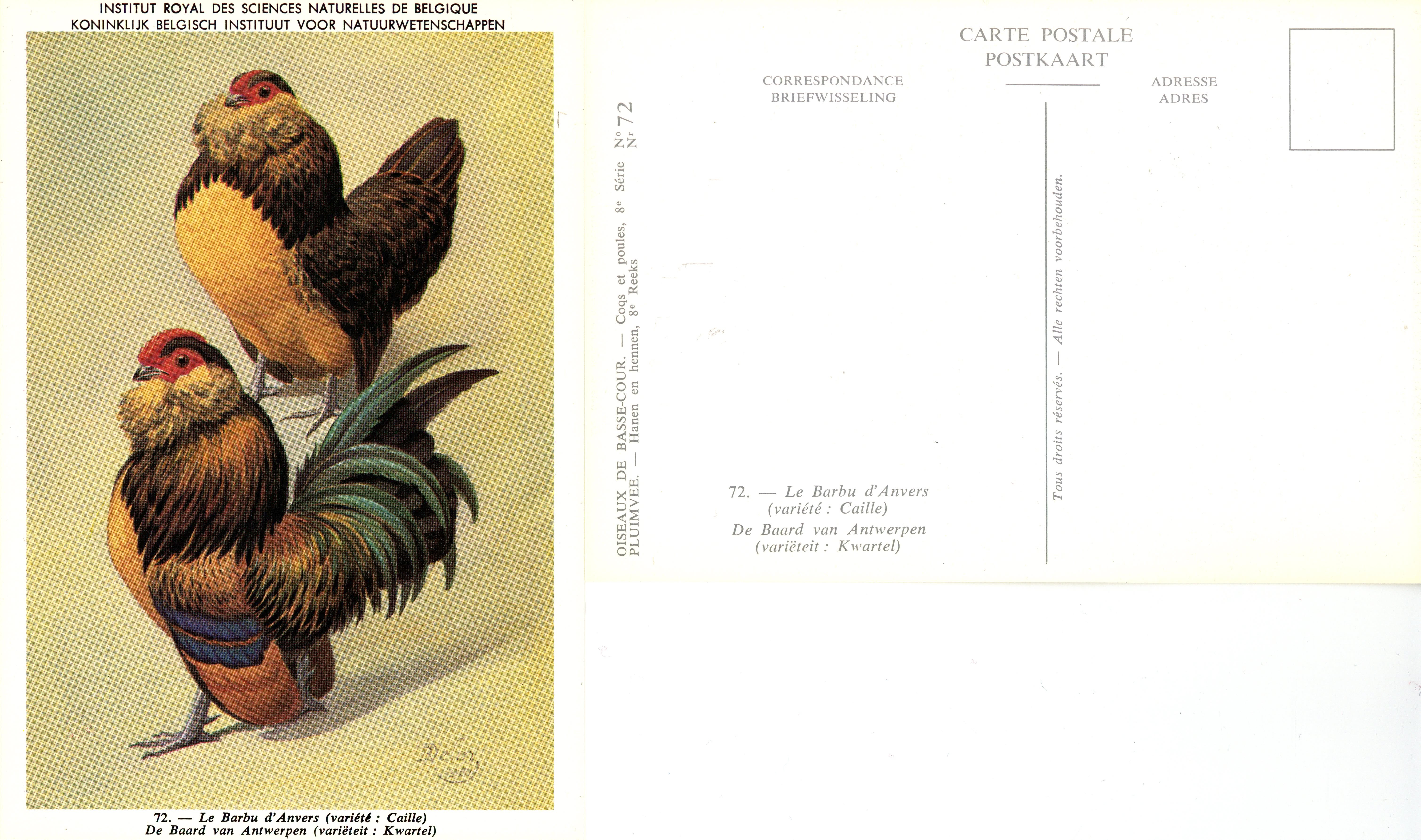 72 Le Barbu d’Anvers - De Baard van Antwerpen.jpg