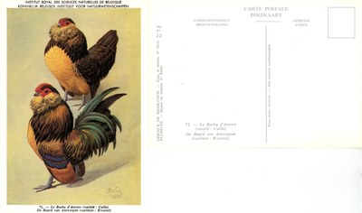 72 Le Barbu d’Anvers - De Baard van Antwerpen.jpg