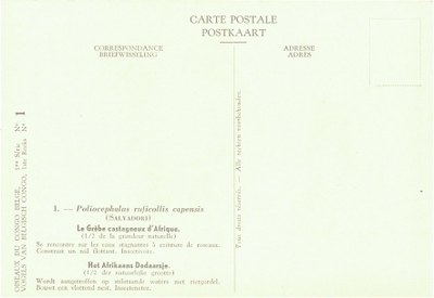 001 Le Grèbe castagneux d'Afrique - Het Afrikaans Dodaarsje b.jpg