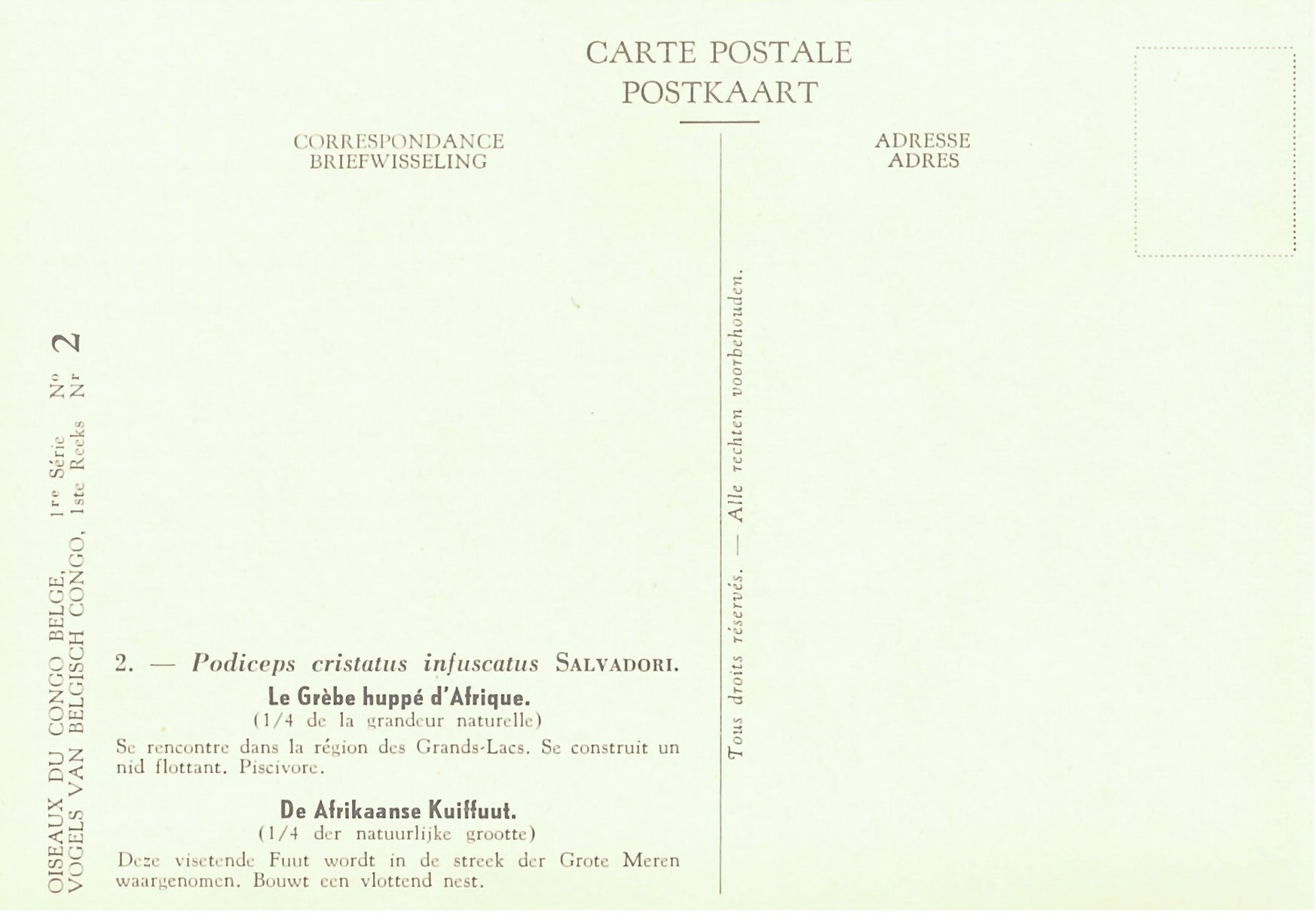 002 Le Grèbe huppé d'Afrique - De Afrikaanse Kuiffuut b.jpg