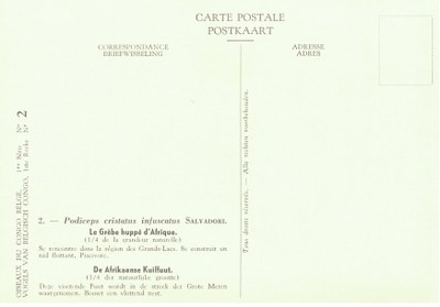 002 Le Grèbe huppé d'Afrique - De Afrikaanse Kuiffuut b.jpg