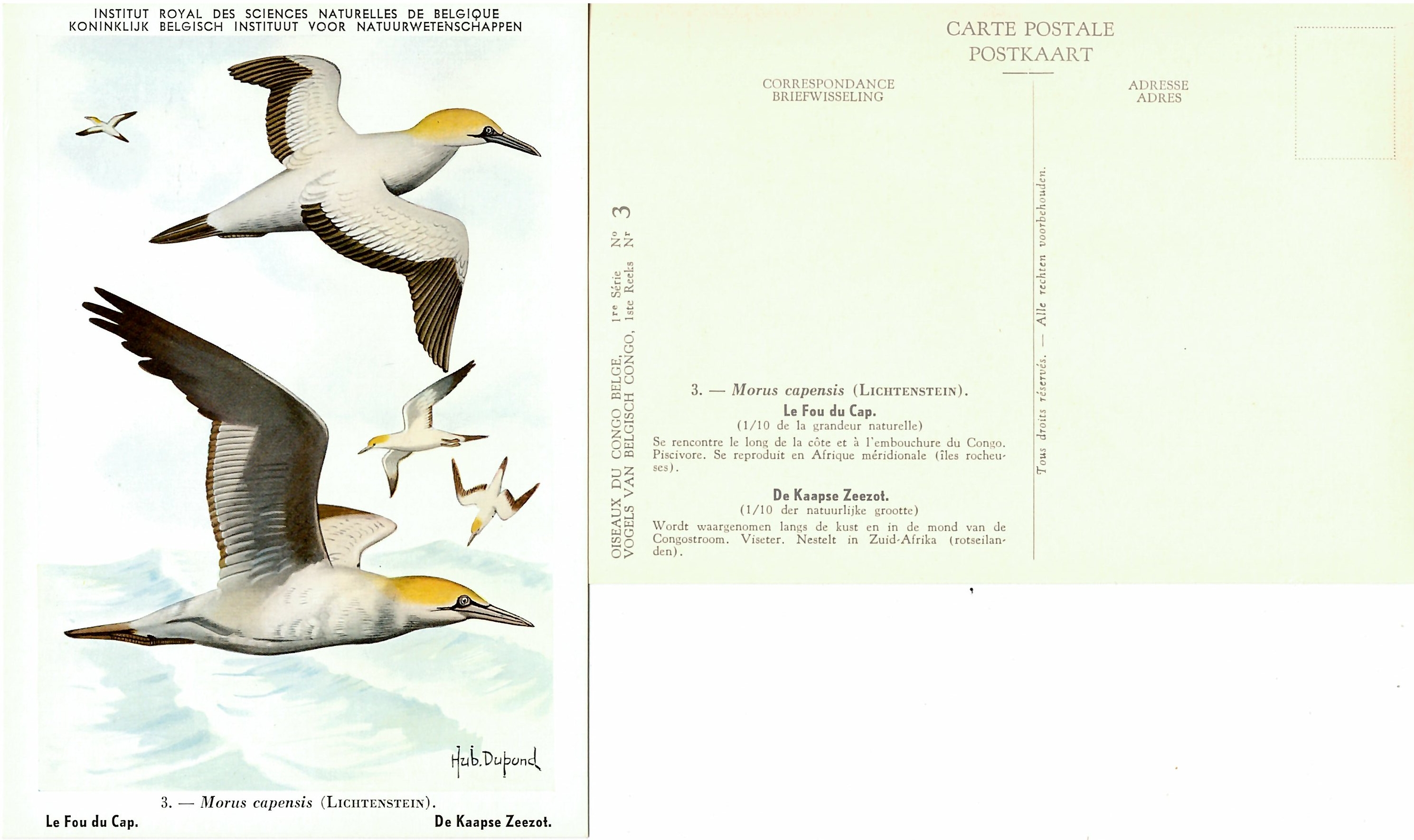 003 Le Fou du Cap - De Kaapse Zeezot.jpg