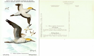 003 Le Fou du Cap - De Kaapse Zeezot.jpg