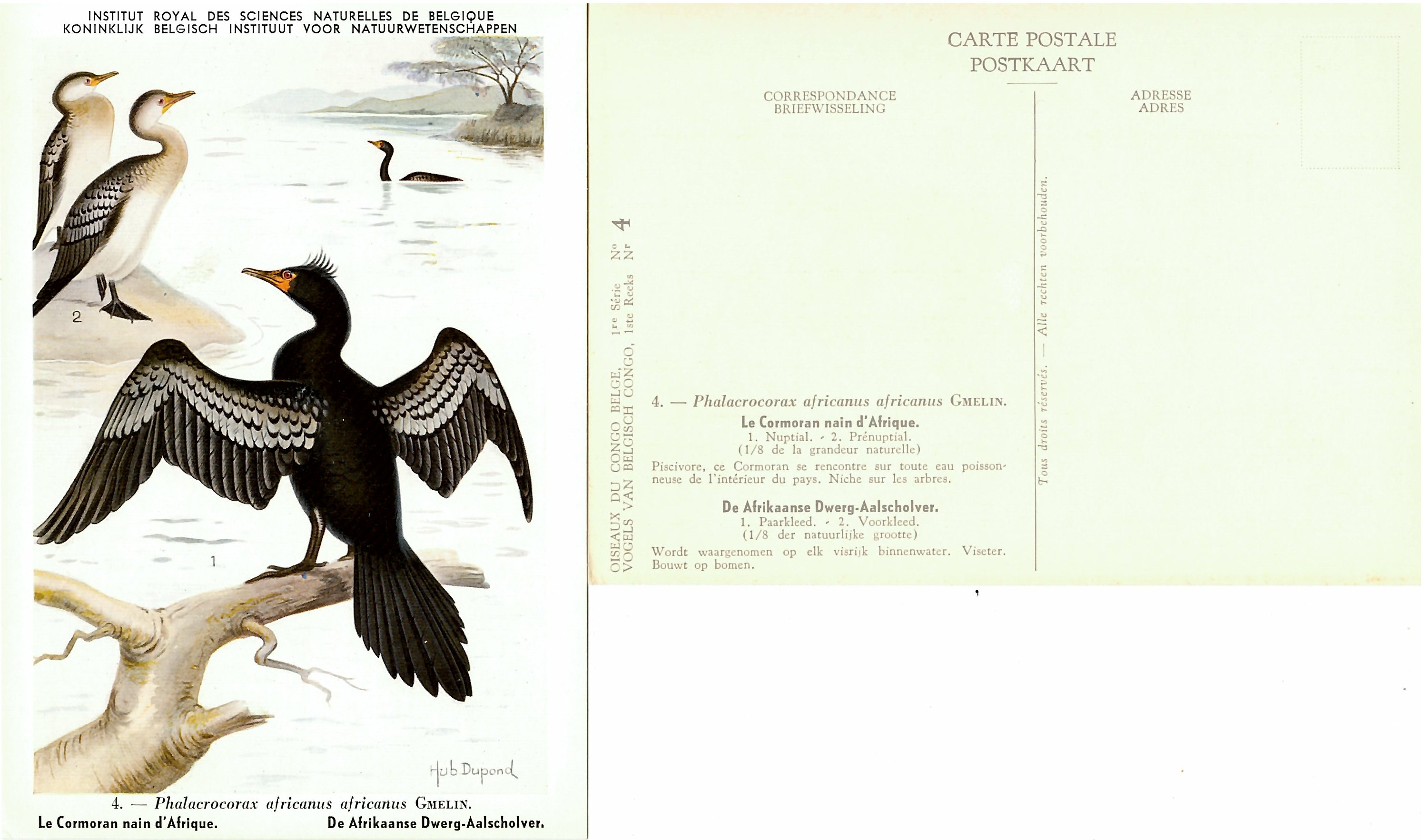 004 Le Carmoran nain d'Afrique - De Afrikaanse Dwerg-Aalscholver.jpg