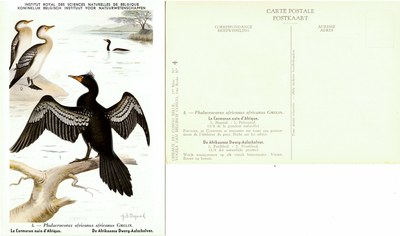 004 Le Carmoran nain d'Afrique - De Afrikaanse Dwerg-Aalscholver.jpg