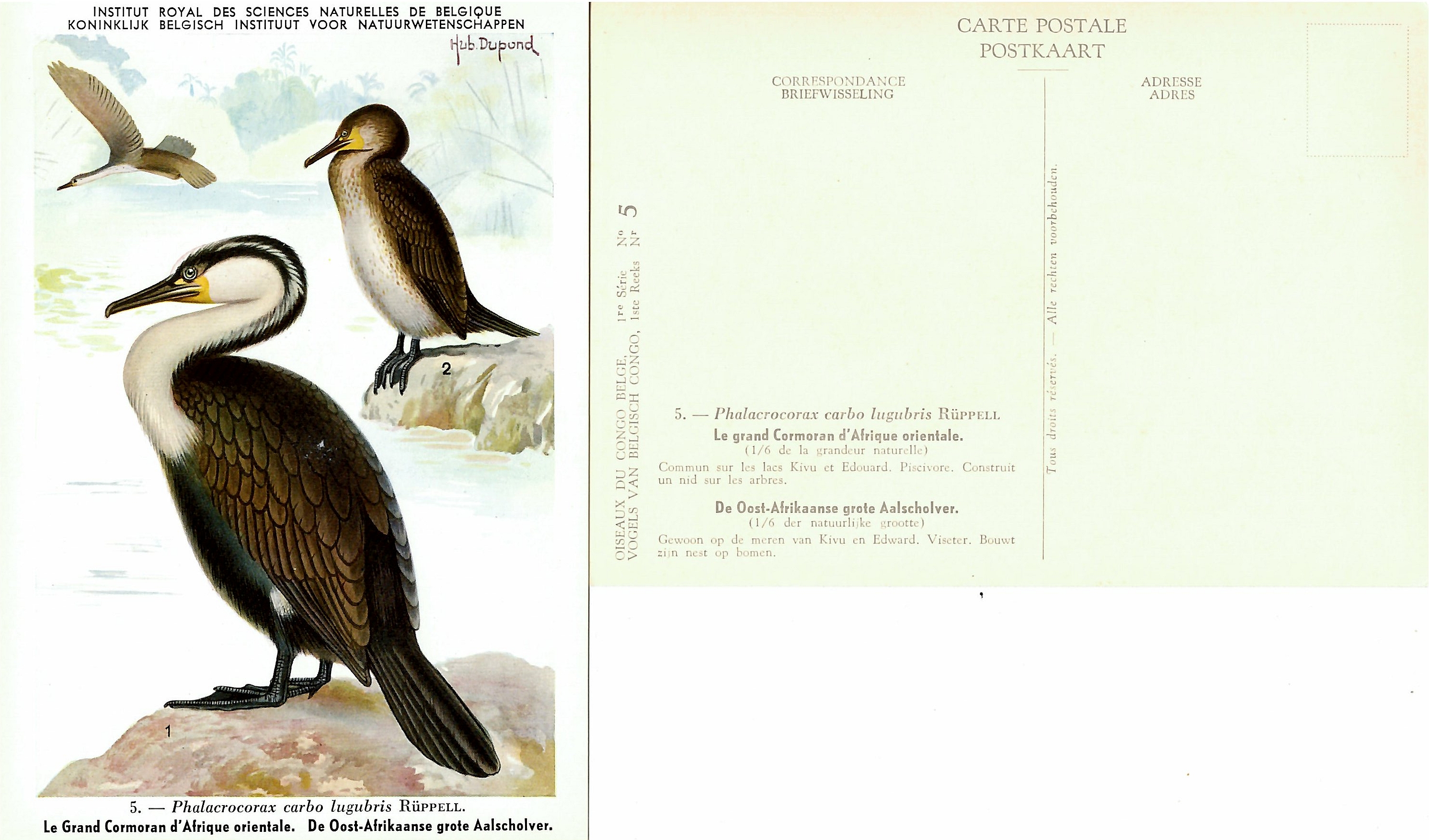 005 Le grand Carmoran d'Afrique orientale - De Oost-Afrikaanse grote Aalscholver.jpg