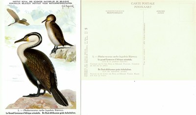 005 Le grand Carmoran d'Afrique orientale - De Oost-Afrikaanse grote Aalscholver.jpg