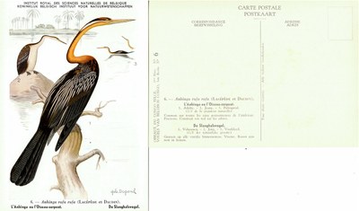 006 L'Anhinga ou l'Oiseau-serpent - De Slanghalsvogel.jpg