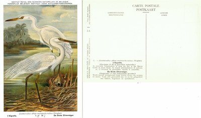 001 L'Aigrette - De Grote Zilverreiger.jpg