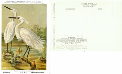 002 La Garzette - De Kleine Zilverreiger.jpg