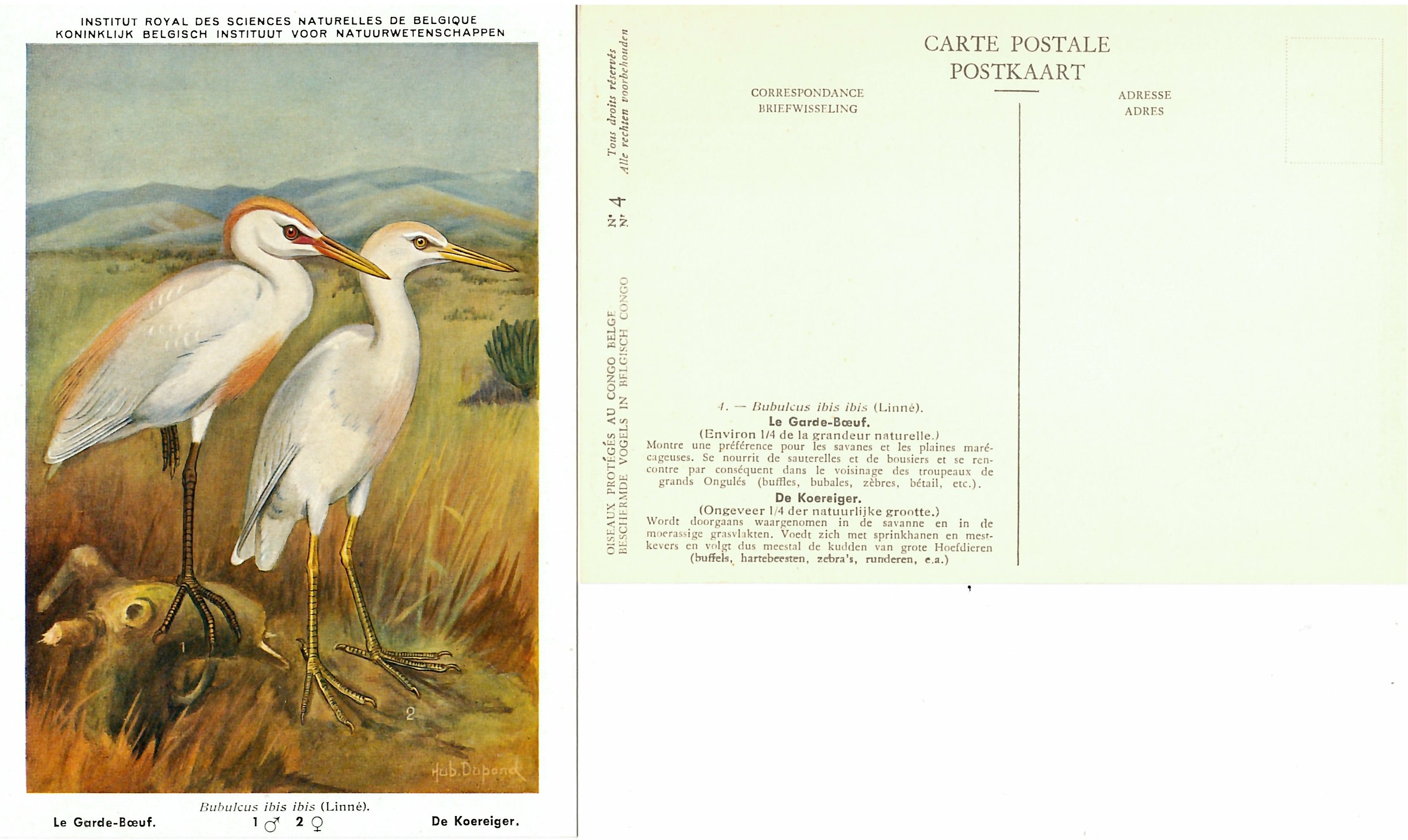004 Le Garde-Boeuf - De Koereiger.jpg