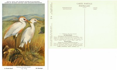 004 Le Garde-Boeuf - De Koereiger.jpg