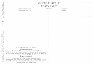 005 Le Bec-en-sabot - De  Schoensnavel b.jpg